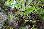 Click to see Y-WB-A7IV_PROTO-DSC01452.JPG