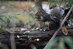 Click to see Y-WB-A7IV_PROTO-DSC01476.JPG