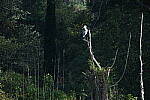 Click to see Y-WB-A7IV_PROTO-DSC01497.JPG