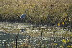 Click to see Y-WB-A7IV_PROTO-DSC01532.JPG