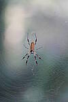 Click to see Y-WB-A7IV_PROTO-DSC01537.JPG