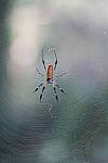 Click to see Y-WB-A7IV_PROTO-DSC01539.JPG