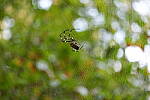 Click to see Y-WB-A7IV_PROTO-DSC01554.JPG