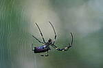 Click to see Y-WB-A7IV_PROTO-DSC01567.JPG