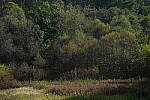 Click to see Y-WB-A7IV_PROTO-DSC01582.JPG