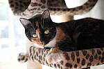 Click to see Y-WB-A7IV_PROTO-DSC01592.JPG
