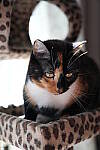 Click to see Y-WB-A7IV_PROTO-DSC01632.JPG