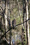 Click to see Y-WB-Sigma60_600_BETA-DSC00059.JPG