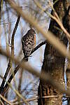 Click to see Y-WB-Sigma60_600_BETA-DSC00079.JPG