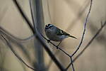 Click to see Y-WB-Sigma60_600_BETA-DSC00095.JPG