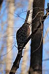 Click to see Y-WB-Sigma60_600_BETA-DSC00107.JPG