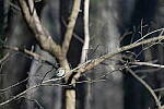 Click to see Y-WB-Sigma60_600_BETA-DSC00162.JPG