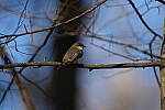 Click to see Y-WB-Sigma60_600_BETA-DSC00203.JPG