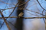 Click to see Y-WB-Sigma60_600_BETA-DSC00207.JPG