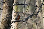 Click to see Y-WB-Sigma60_600_BETA-DSC00214.JPG