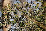 Click to see Y-WB-Sigma60_600_BETA-DSC00235.JPG