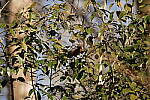 Click to see Y-WB-Sigma60_600_BETA-DSC00240.JPG