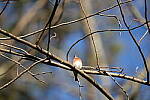 Click to see Y-WB-Sigma60_600_BETA-DSC00251.JPG