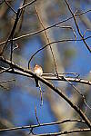 Click to see Y-WB-Sigma60_600_BETA-DSC00253.JPG