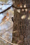 Click to see Y-WB-Sigma60_600_BETA-DSC00269.JPG