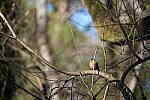Click to see Y-WB-Sigma60_600_BETA-DSC00278.JPG
