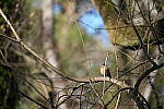 Click to see Y-WB-Sigma60_600_BETA-DSC00283.JPG