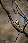 Click to see Y-WB-Sigma60_600_BETA-DSC00378.JPG