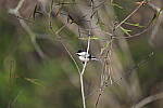 Click to see Y-WB-Sigma60_600_BETA-DSC00384.JPG