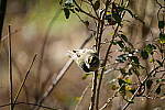 Click to see Y-WB-Sigma60_600_BETA-DSC00456.JPG