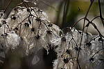 Click to see Y-WB-Sigma60_600_BETA-DSC00483.JPG