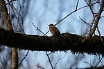 Click to see Y-WB-Sigma60_600_BETA-DSC00492.JPG