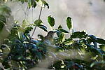 Click to see Y-WB-Sigma60_600_BETA-DSC00505.JPG