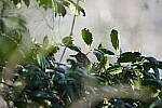Click to see Y-WB-Sigma60_600_BETA-DSC00513.JPG