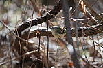 Click to see Y-WB-Sigma60_600_BETA-DSC00531.JPG