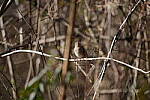 Click to see Y-WB-Sigma60_600_BETA-DSC00542.JPG
