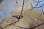 Click to see Y-WB-Sigma60_600_BETA-DSC00573.JPG