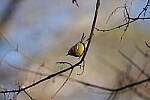 Click to see Y-WB-Sigma60_600_BETA-DSC00583.JPG