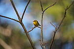 Click to see Y-WB-Sigma60_600_BETA-DSC00636.JPG
