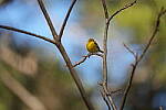 Click to see Y-WB-Sigma60_600_BETA-DSC00637.JPG