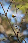 Click to see Y-WB-Sigma60_600_BETA-DSC00647.JPG