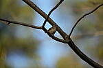 Click to see Y-WB-Sigma60_600_BETA-DSC00650.JPG