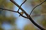 Click to see Y-WB-Sigma60_600_BETA-DSC00653.JPG