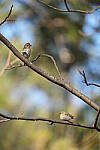 Click to see Y-WB-Sigma60_600_BETA-DSC00663.JPG