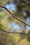Click to see Y-WB-Sigma60_600_BETA-DSC00667.JPG