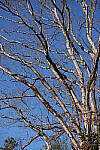 Click to see Y-WB-Sigma60_600_BETA-DSC00723.JPG