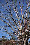 Click to see Y-WB-Sigma60_600_BETA-DSC00728.JPG