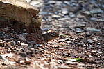 Click to see Y-WB-Sigma60_600_BETA-DSC00732.JPG