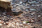 Click to see Y-WB-Sigma60_600_BETA-DSC00738.JPG