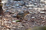 Click to see Y-WB-Sigma60_600_BETA-DSC00754.JPG