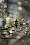 Click to see Y-WB-Sigma60_600_BETA-DSC00759.JPG